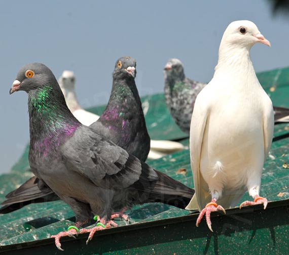 Pose de filets et fils tendus