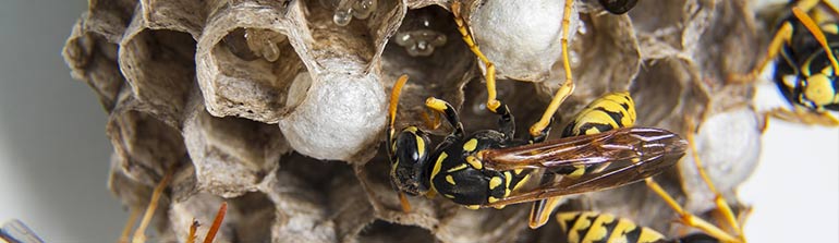 L'éradication des nids de guêpes